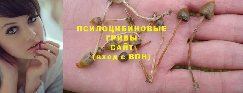 цена   Елизово  Псилоцибиновые грибы Psilocybine cubensis 